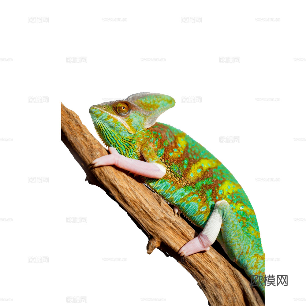 变色龙 蜥蜴 动物