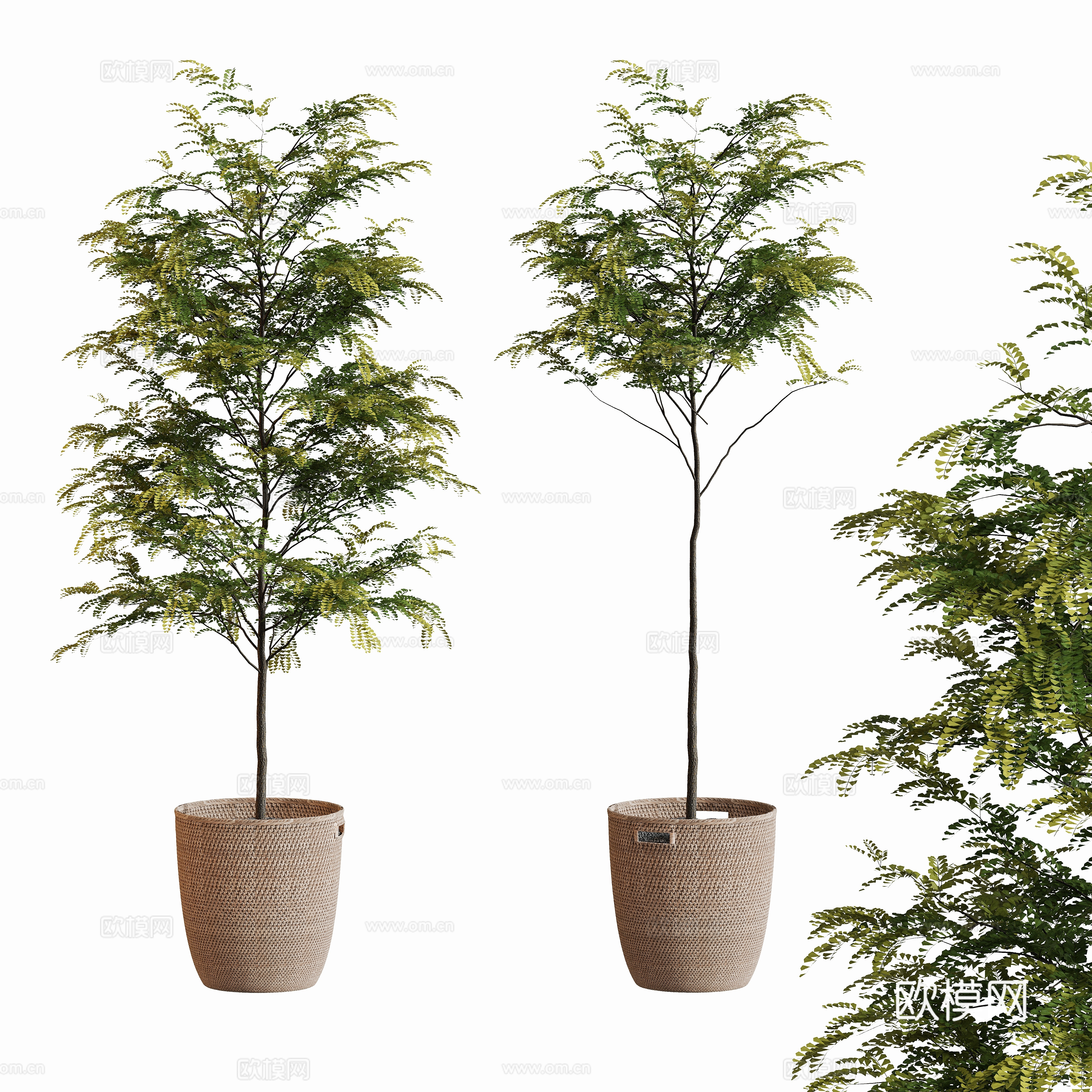 现代植物盆栽摆件su模型