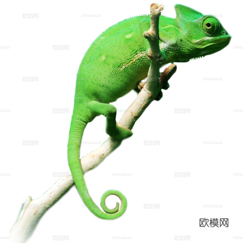 变色龙 蜥蜴 动物