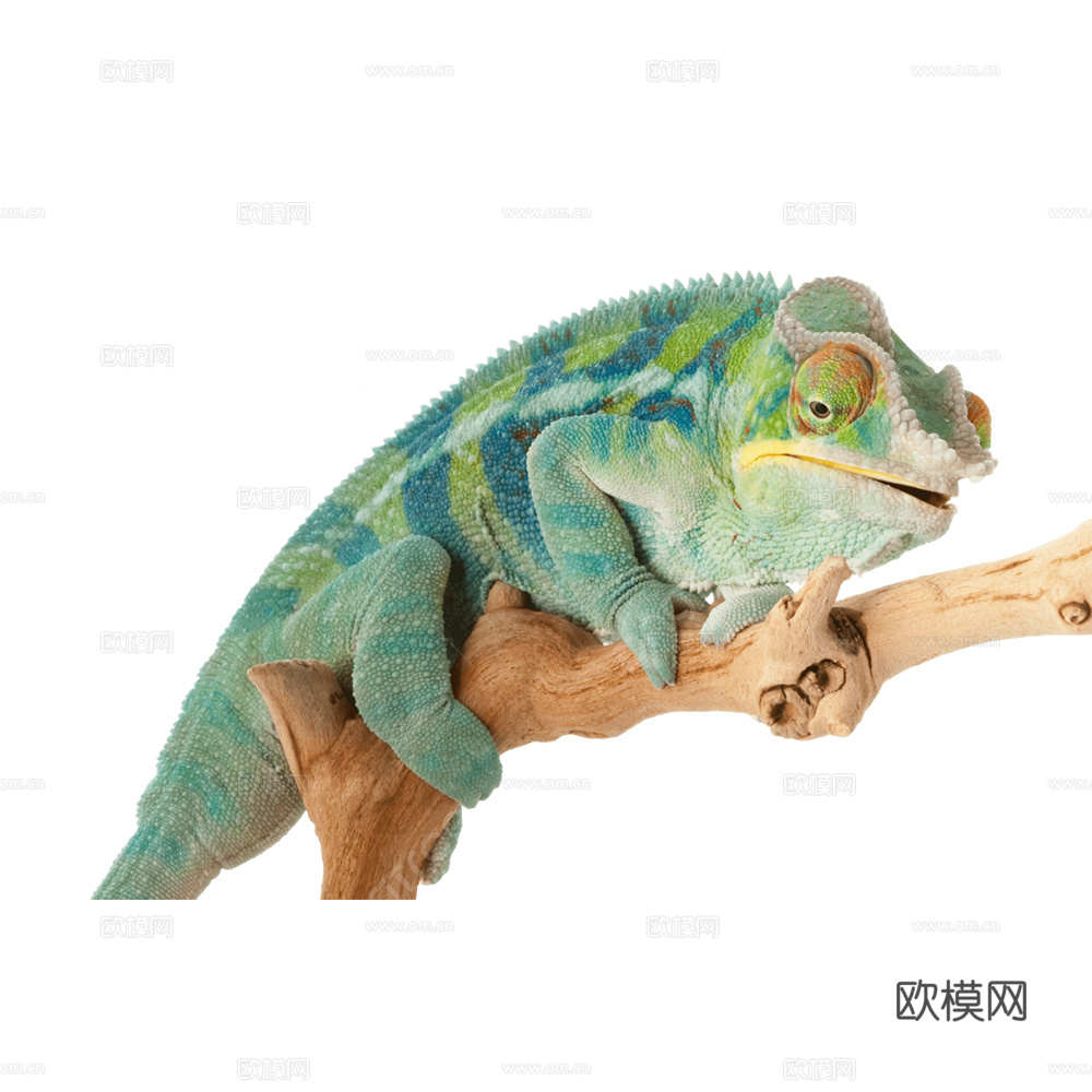 变色龙 蜥蜴 动物
