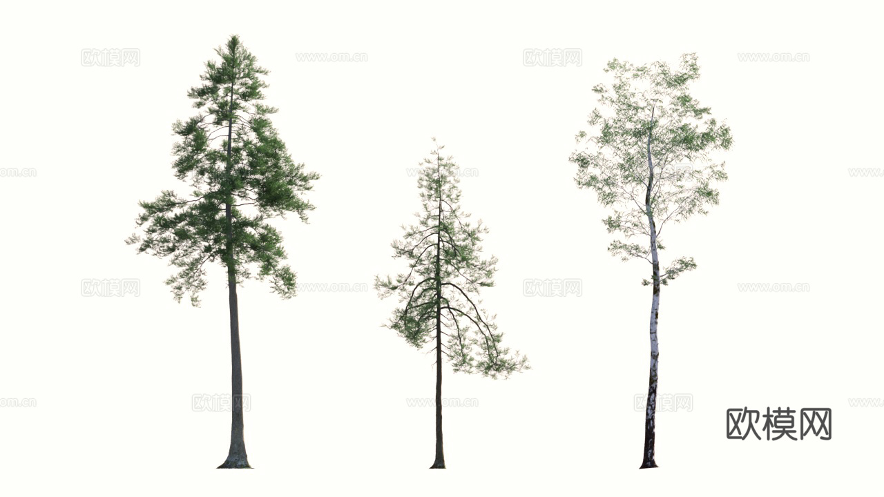 植物 景观树 乔木 松树3d模型