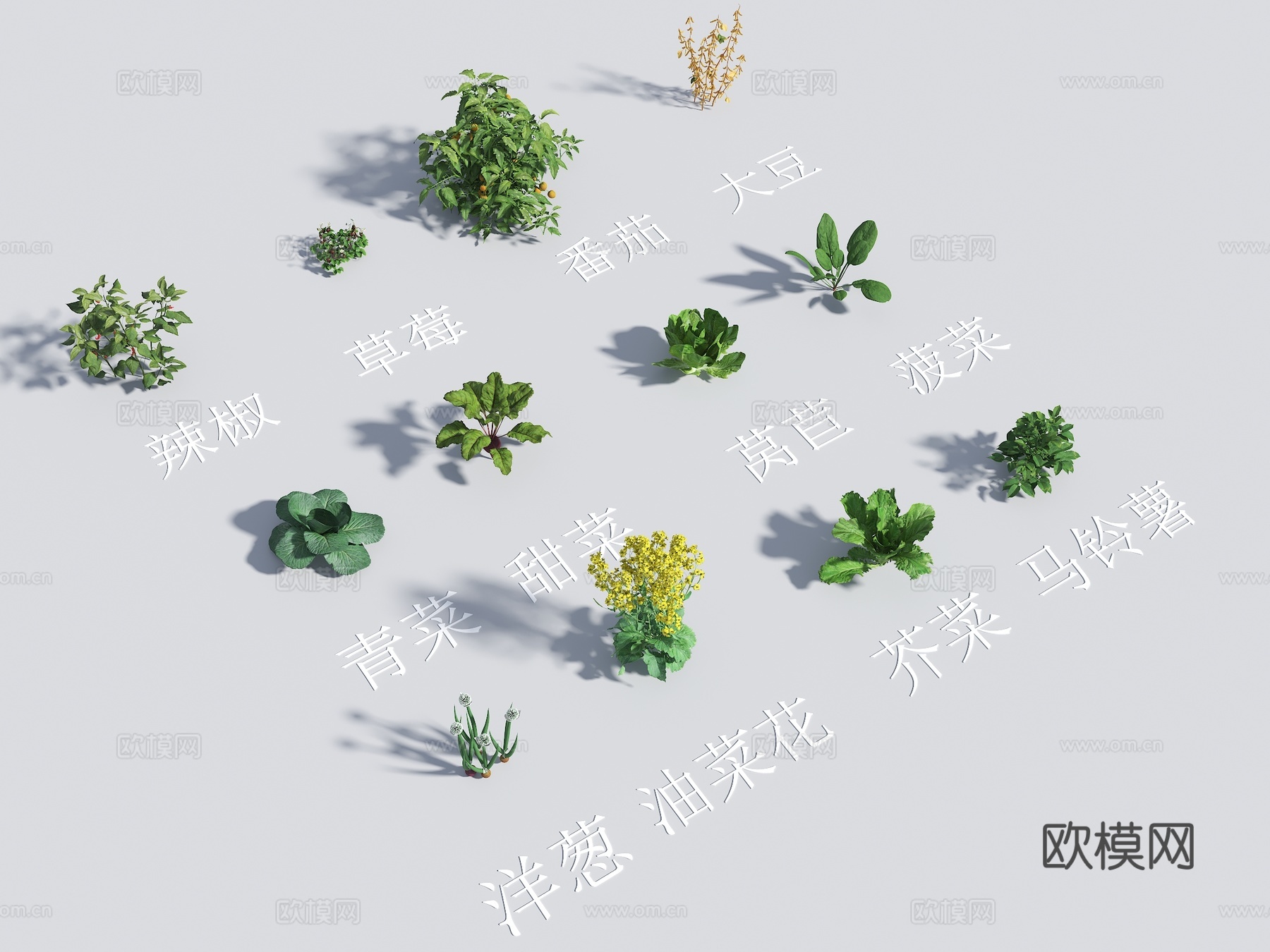 农作物 蔬菜 菜地 菠菜 青菜 莴苣 油菜花3d模型