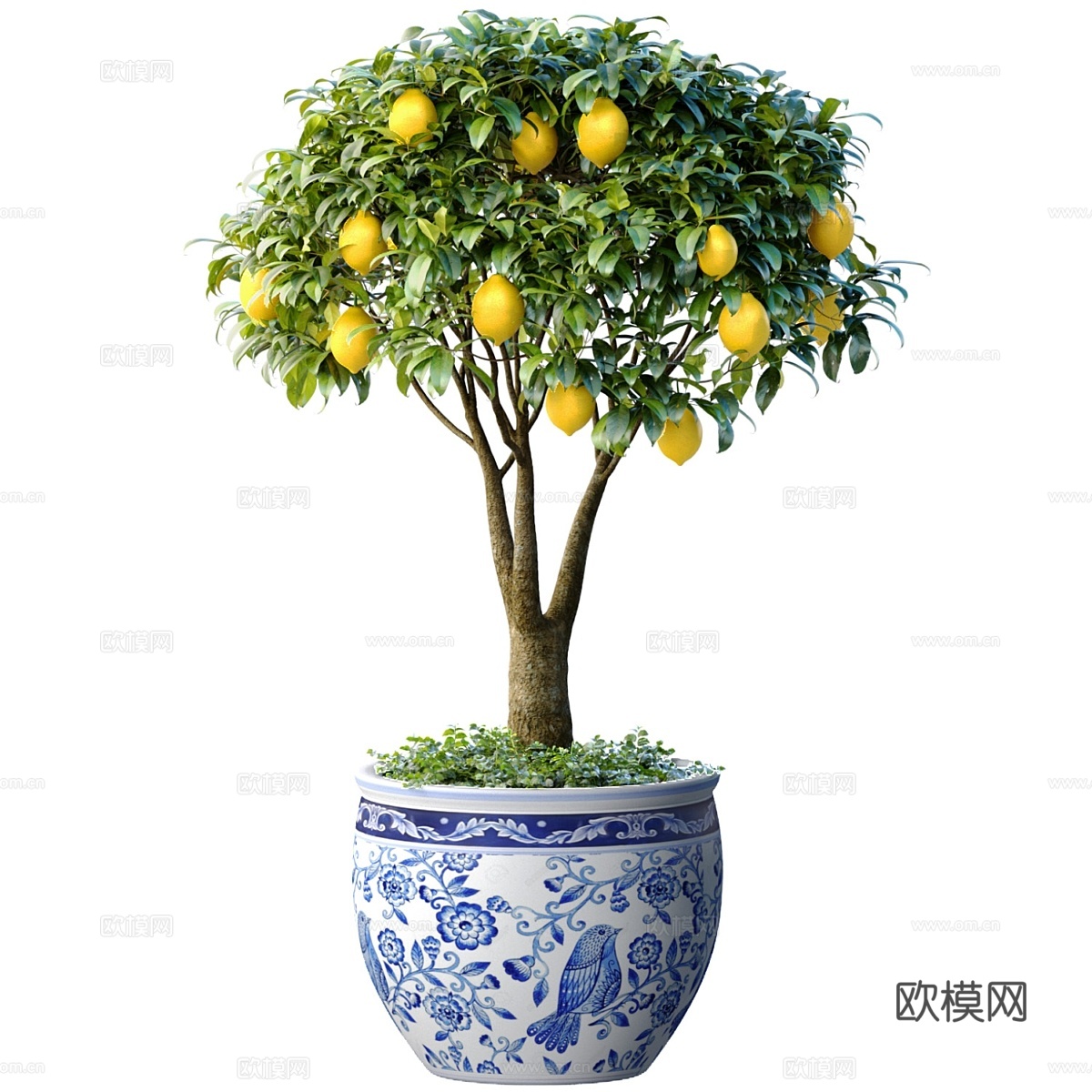 盆栽柠檬树。观赏柑橘3d模型