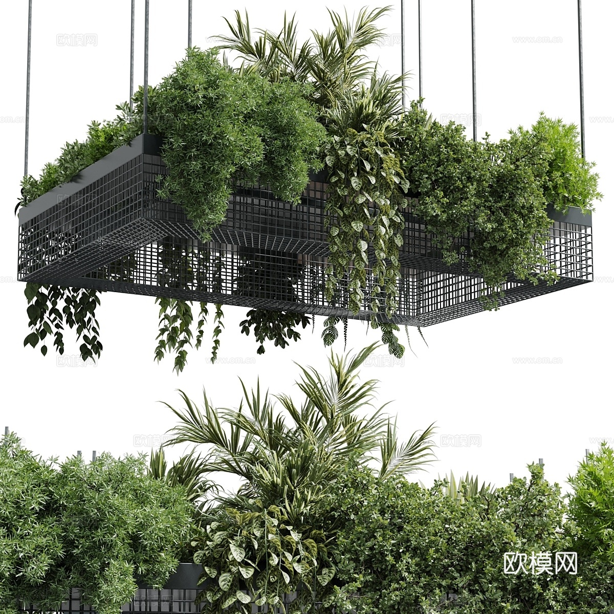 悬挂植物 - 室内植物套装 447 矩形 pe3d模型