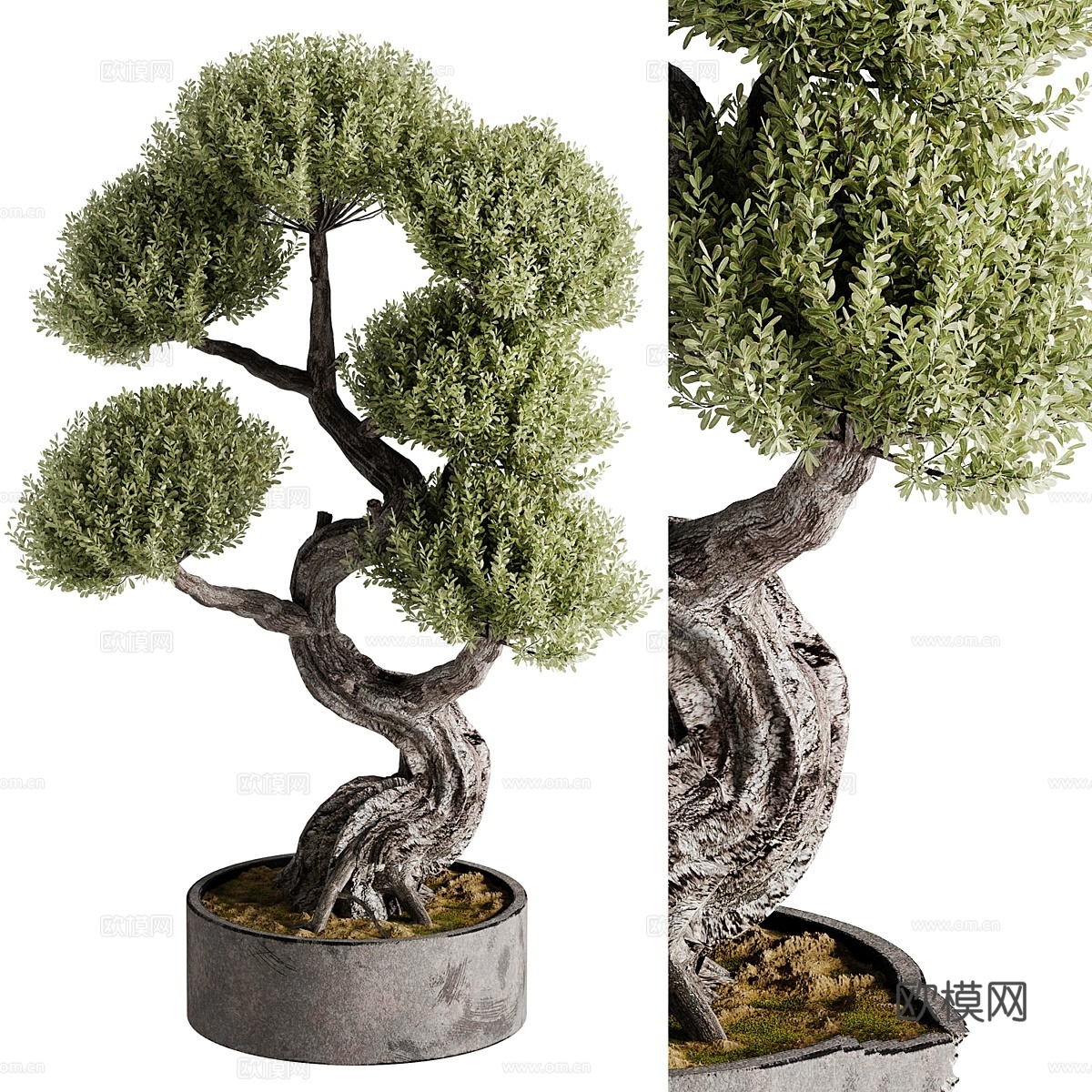 室内盆景植物 213d模型