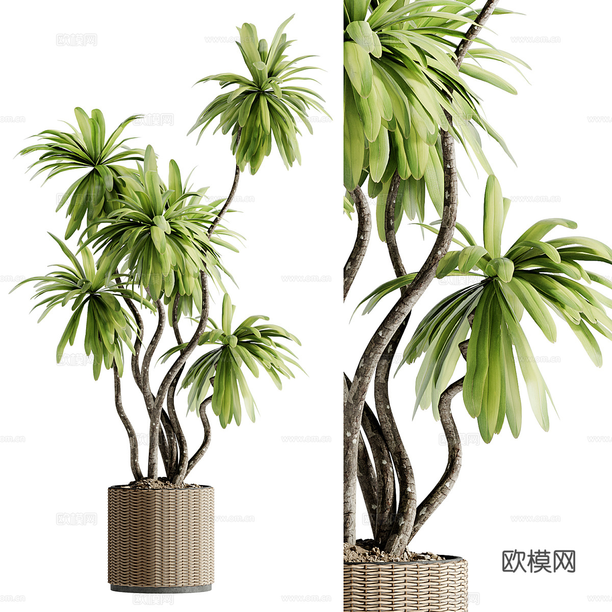 新中式绿植盆栽3d模型