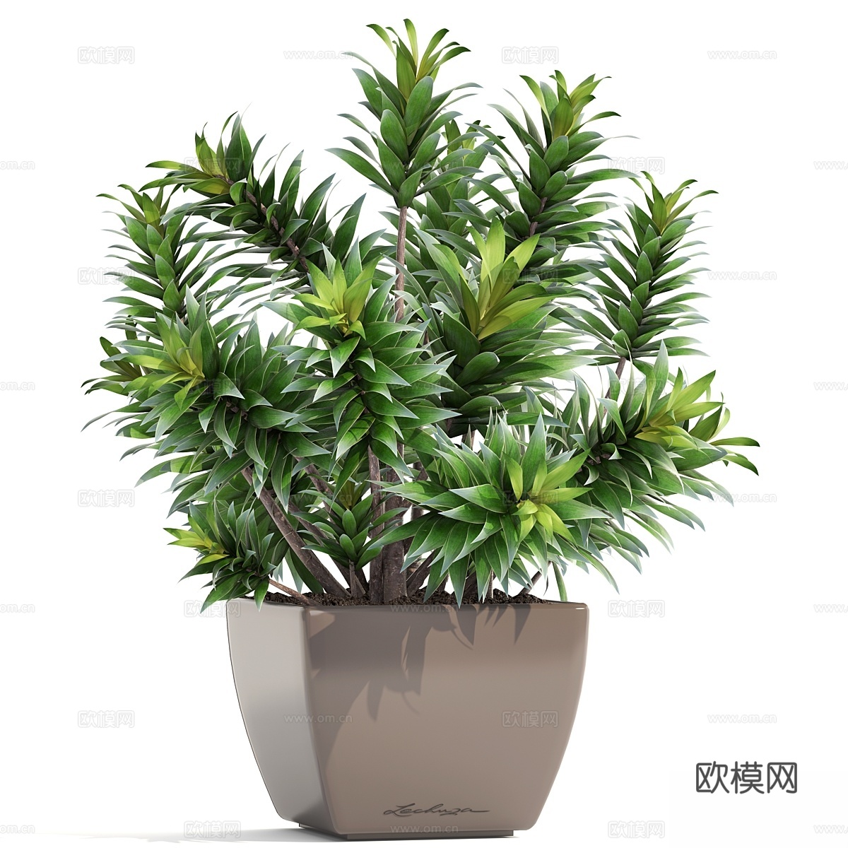 龙血树4. 龙血树反射种，灌木，花盆，花，f3d模型