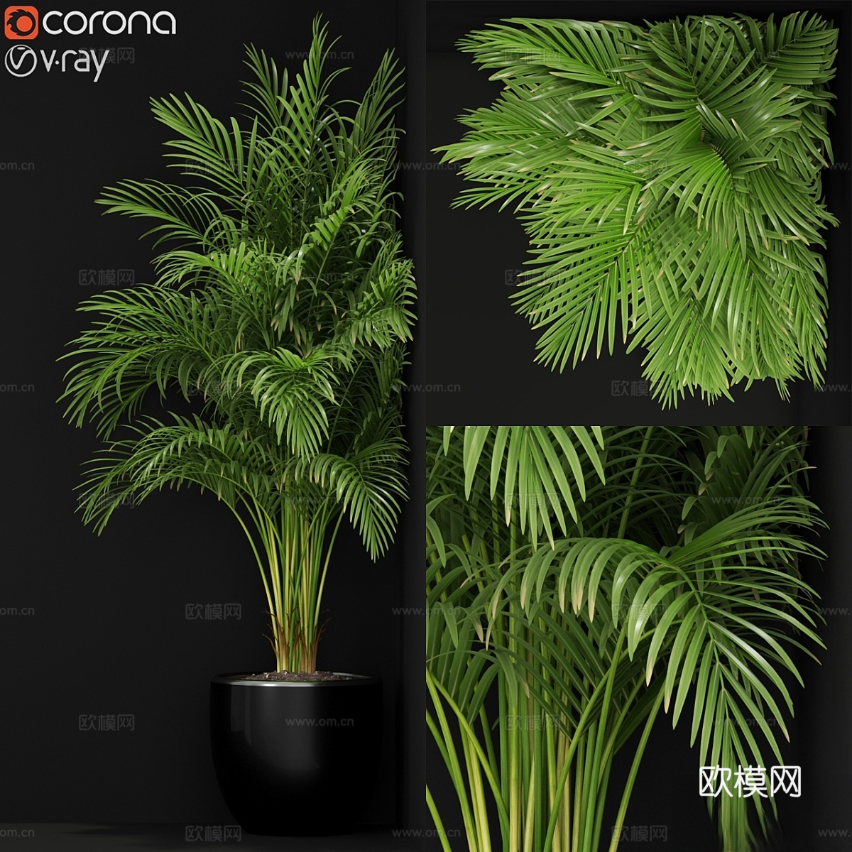 植物收藏 2593d模型