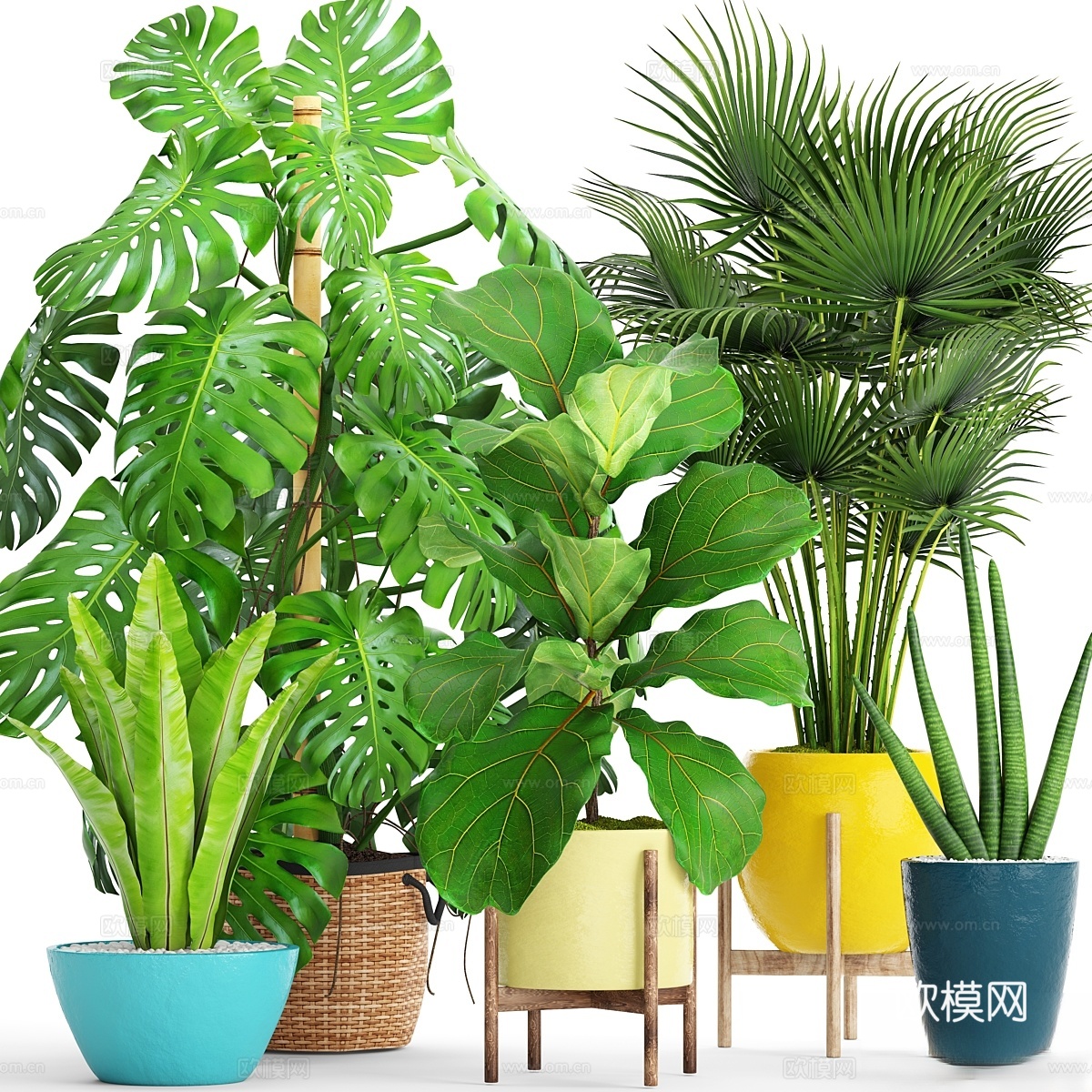 盆栽植物集。62. 扇棕榈，印尼3d模型