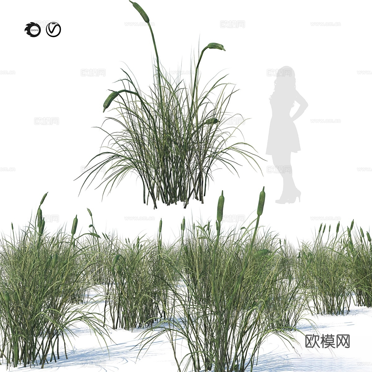 宽叶香蒲草丛3d模型
