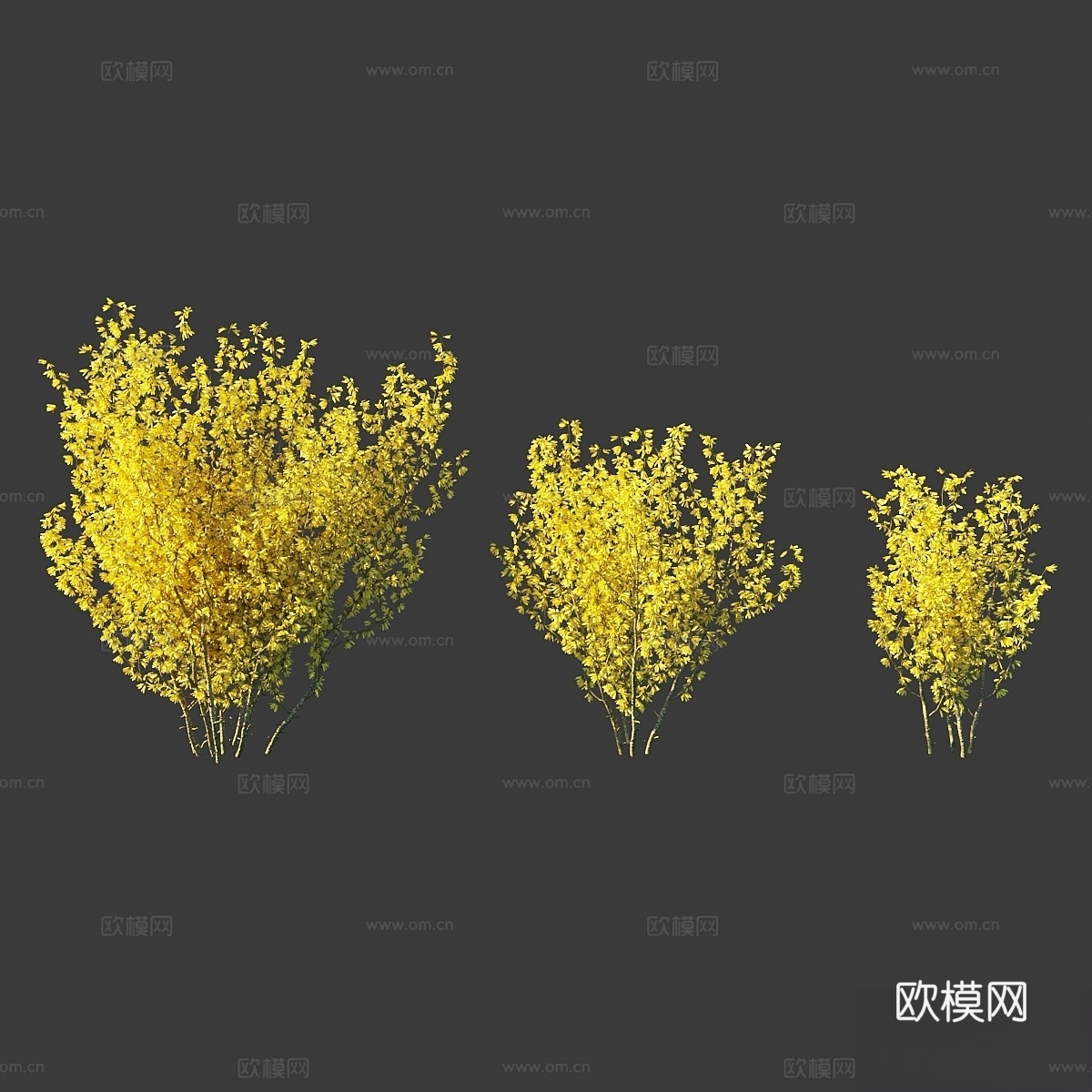 连翘 中型 Forsythia intermedia3d模型