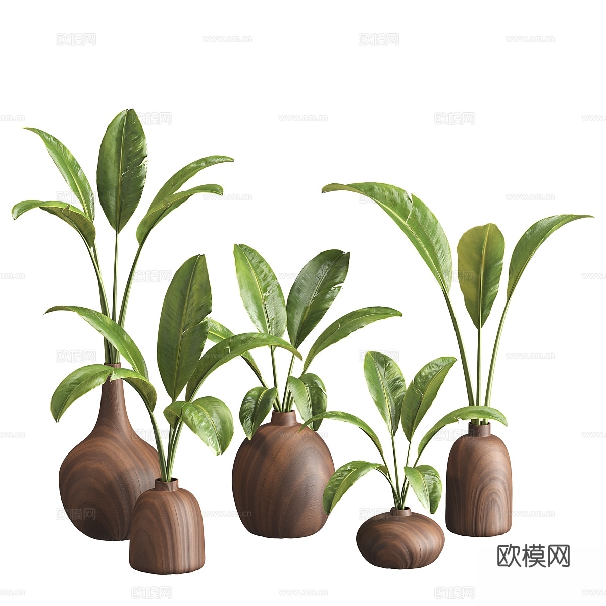 室内植物0453d模型