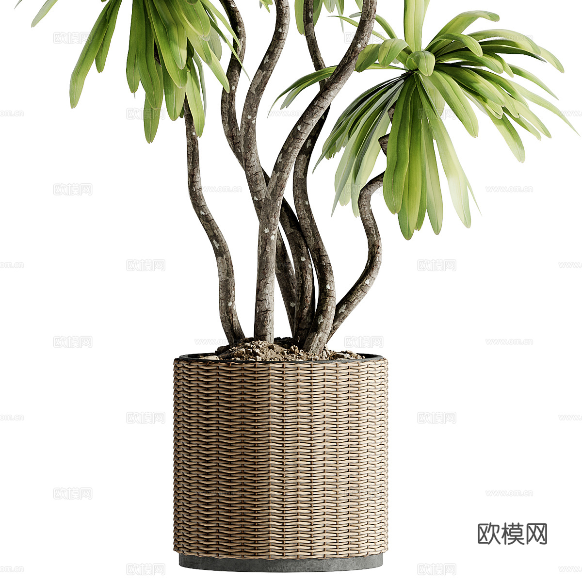 新中式绿植盆栽3d模型