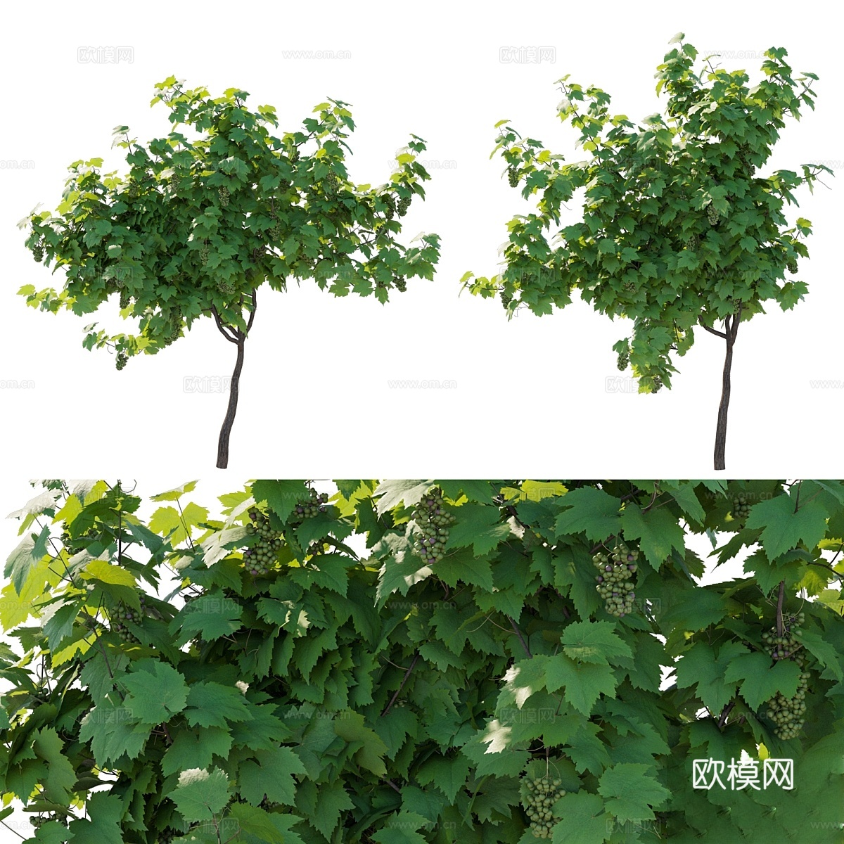 藤蔓葡萄水果023d模型