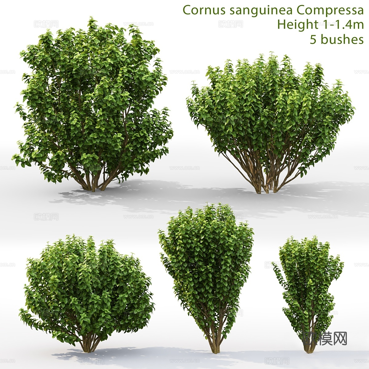 Cornus sanguinea Compressa # 13d模型