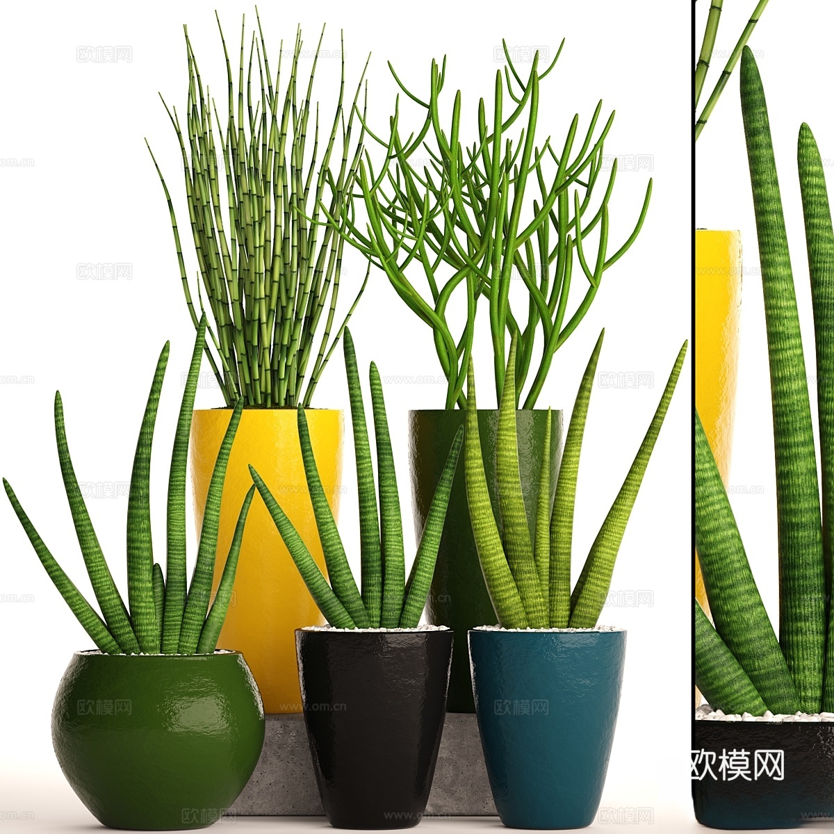 盆栽植物集。58. 虎尾兰，S3d模型