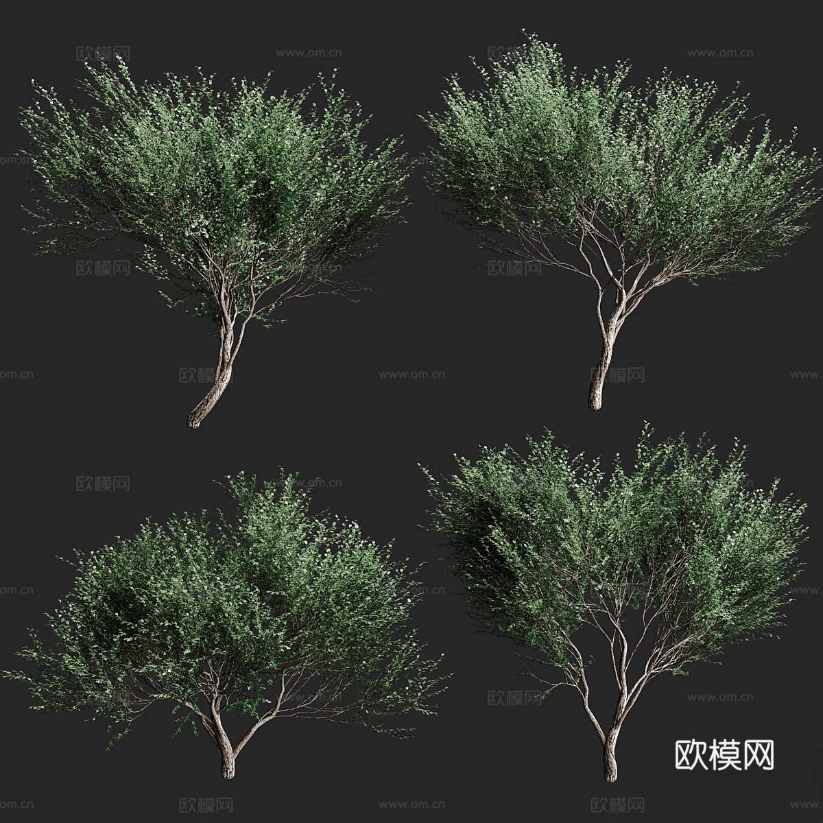 橄榄树套装 v2. 4 款3d模型