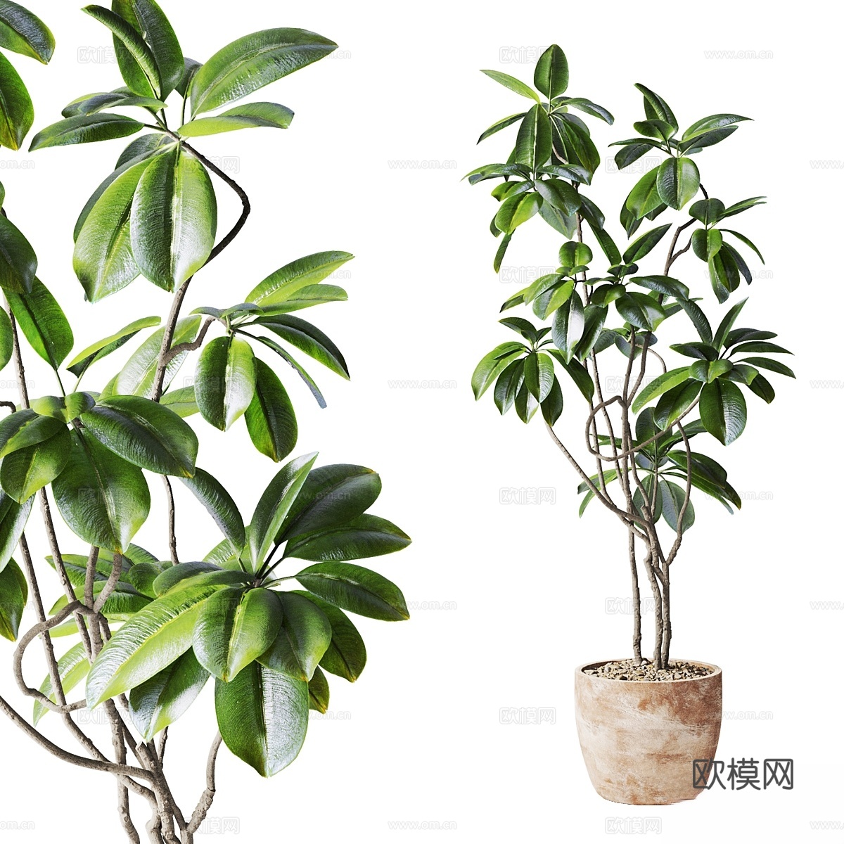 橡皮树盆栽3d模型