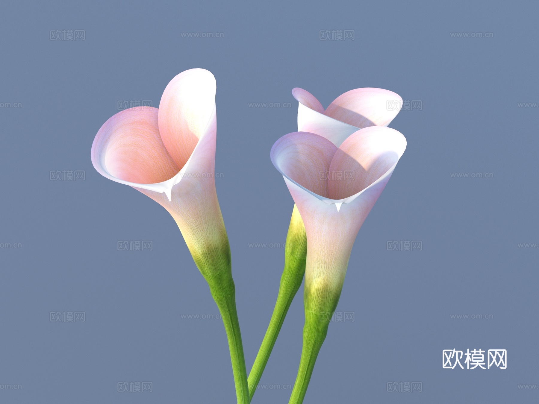 花 野花 绿植 花朵su模型