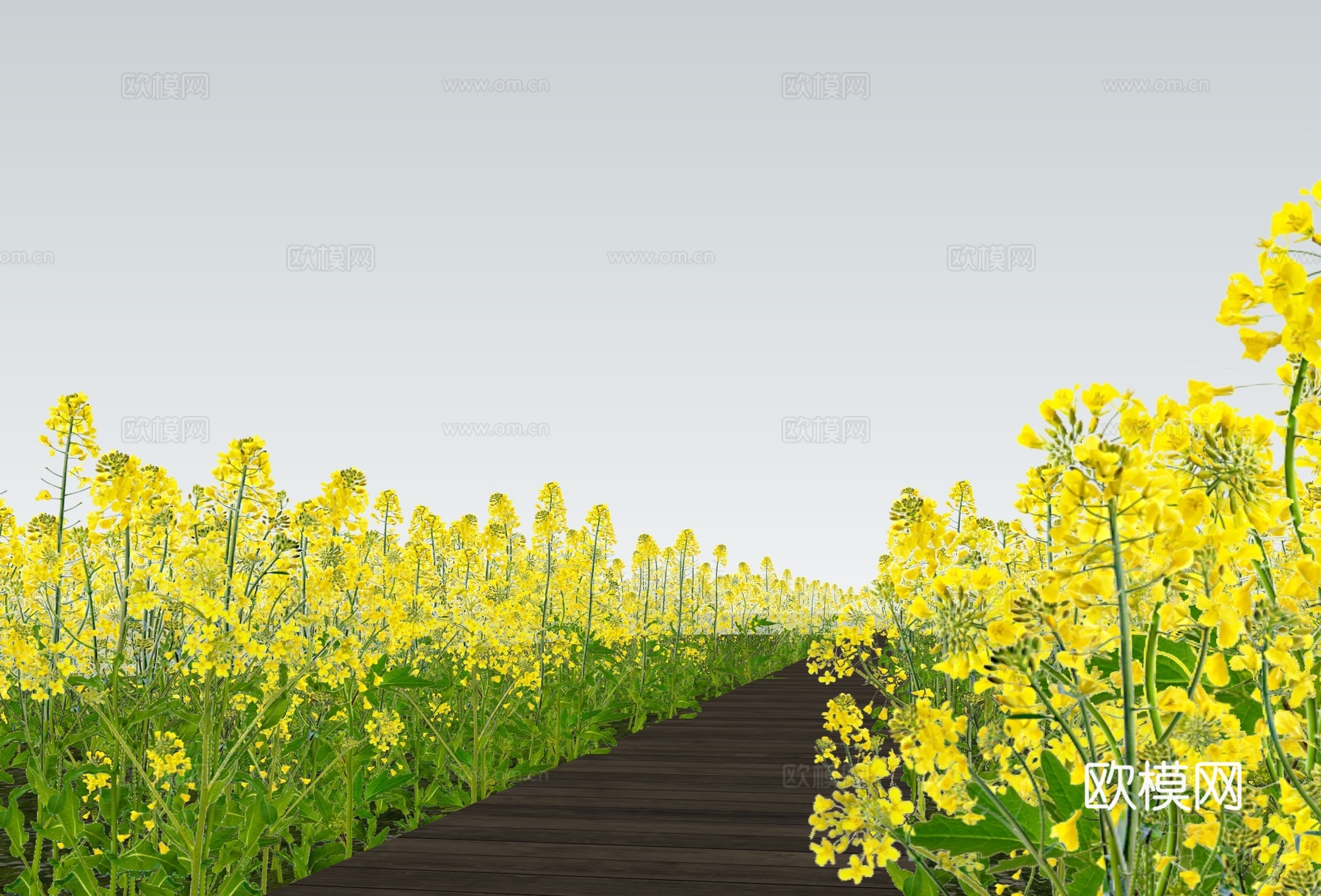 现代花草 油菜花菜地 花海景观植物 农业庄园景观su模型