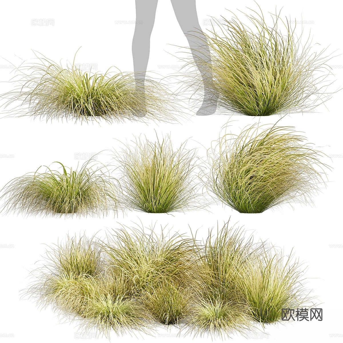 植物收藏第561卷 - 苔草 - 科曼斯 - 草3d模型