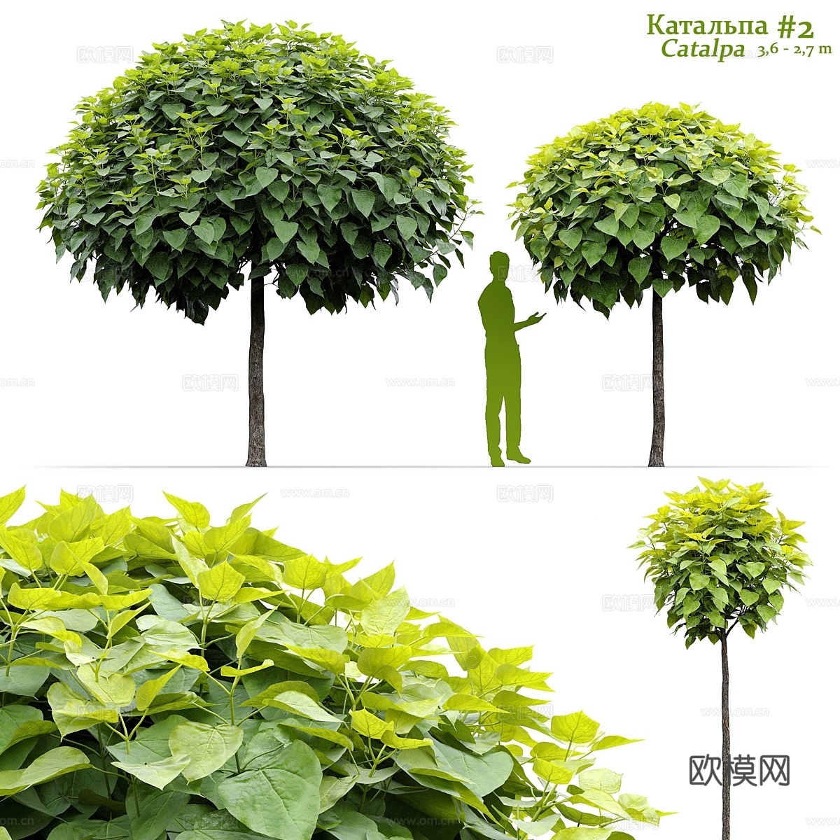 Catalpa #23d模型