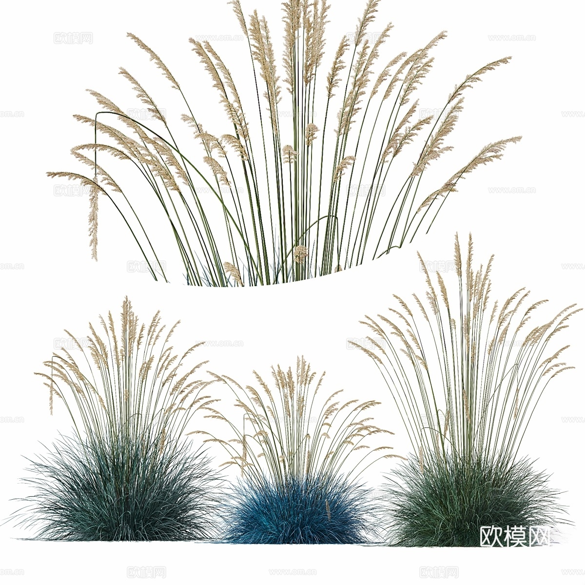HQ 植物 垂叶雪花草 Avoi3d模型