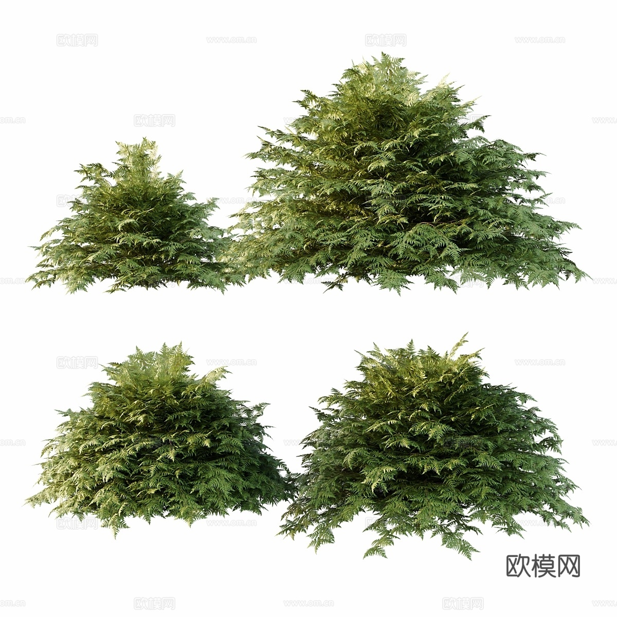 雪松灌木013d模型