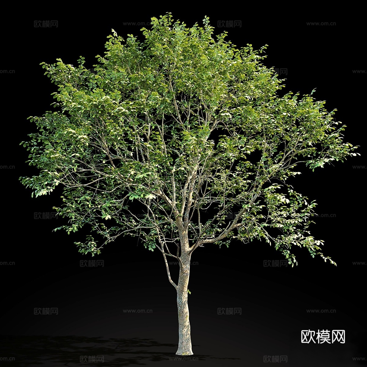 榆树（榆树）8米3d模型