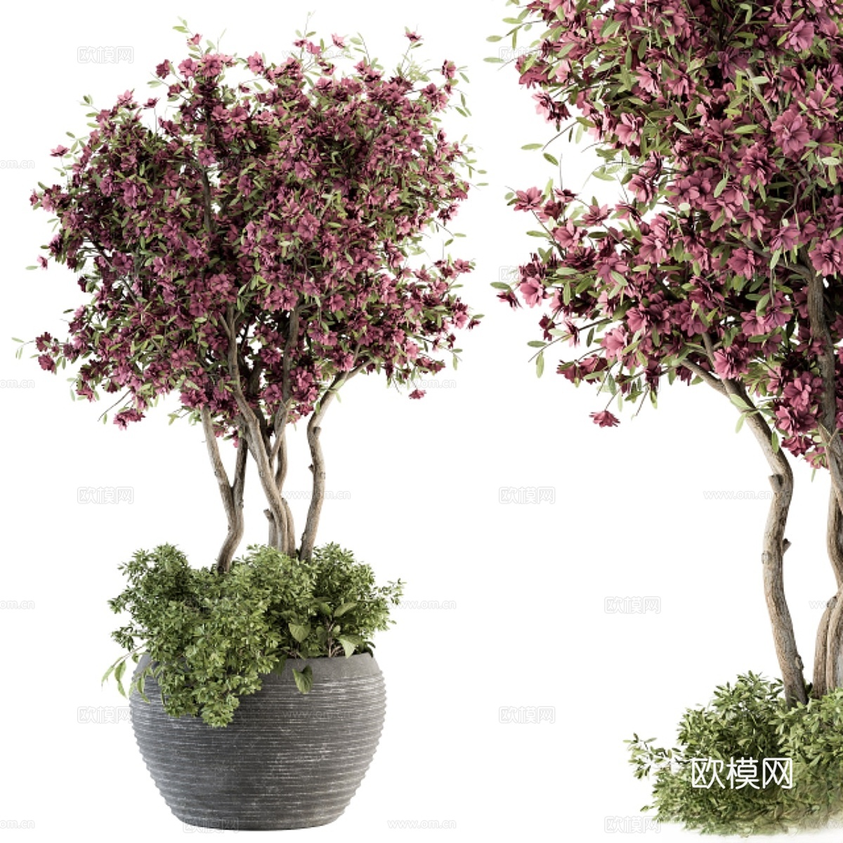 户外植物套装352-紫花树在旧P3d模型