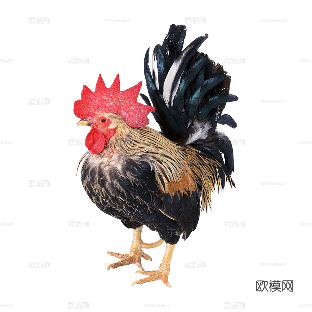鸡 大公鸡