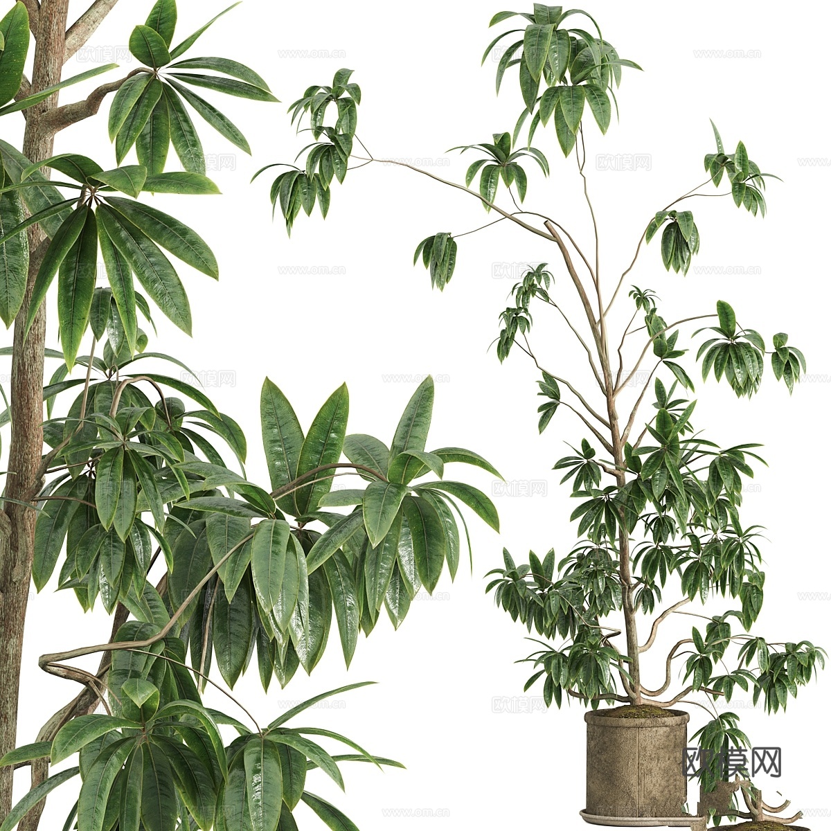 室内植物套装 0623d模型