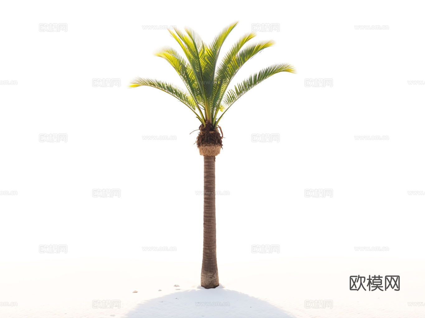 芭蕉树su模型