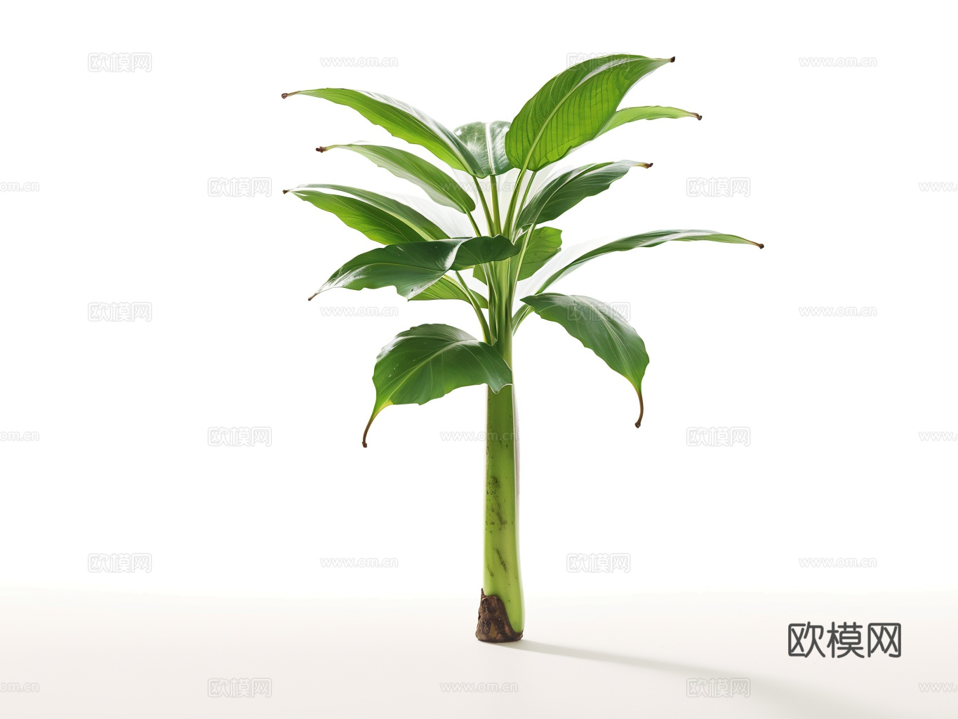 香蕉树su模型