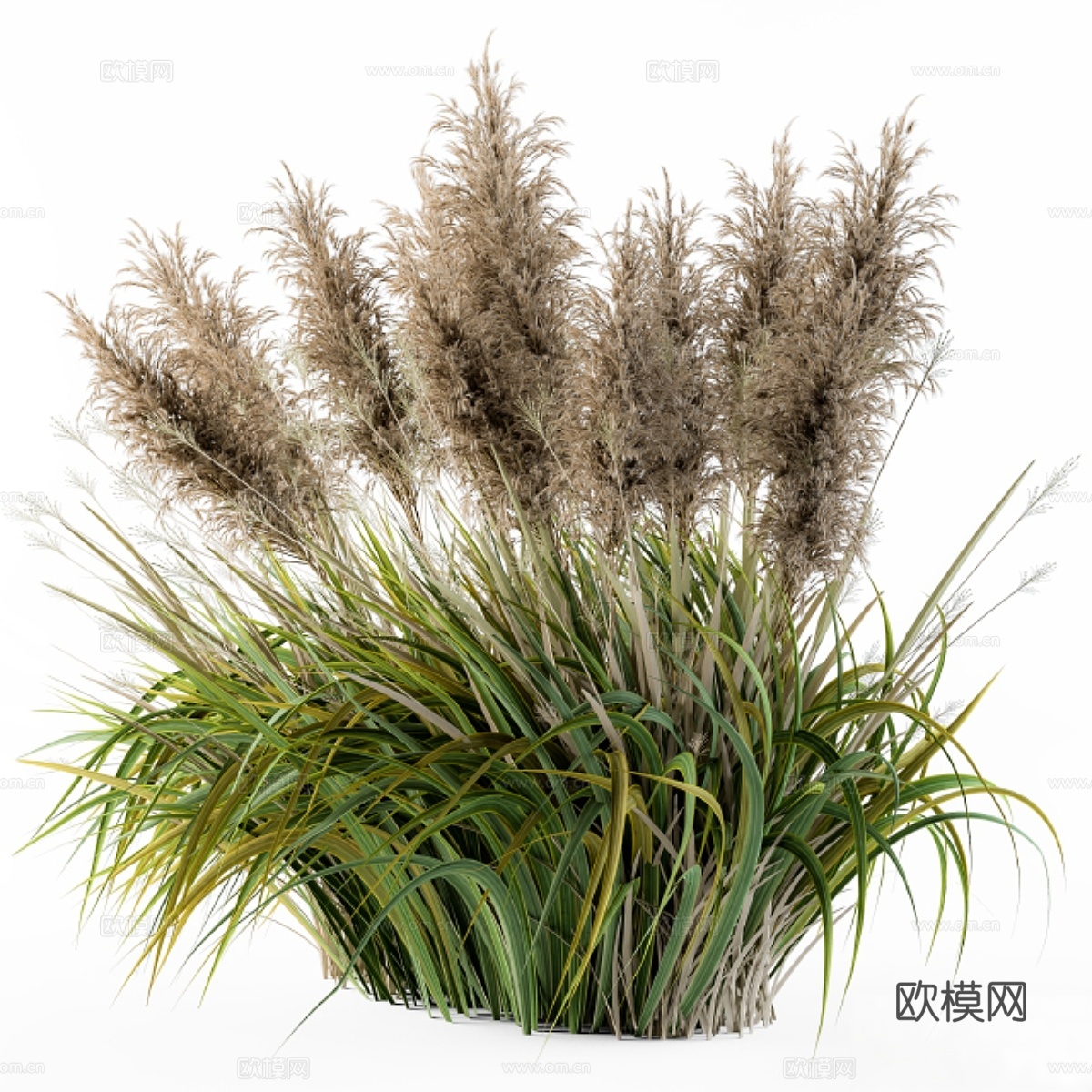 潘帕斯草丛3d模型
