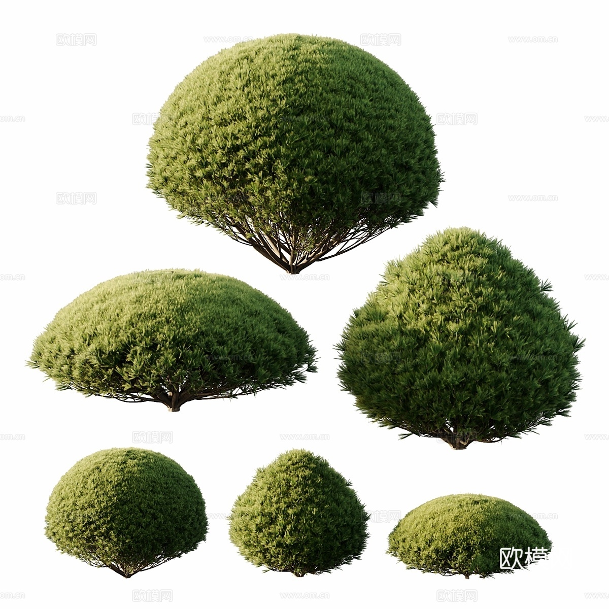 Pinus Mugo 灌木033d模型