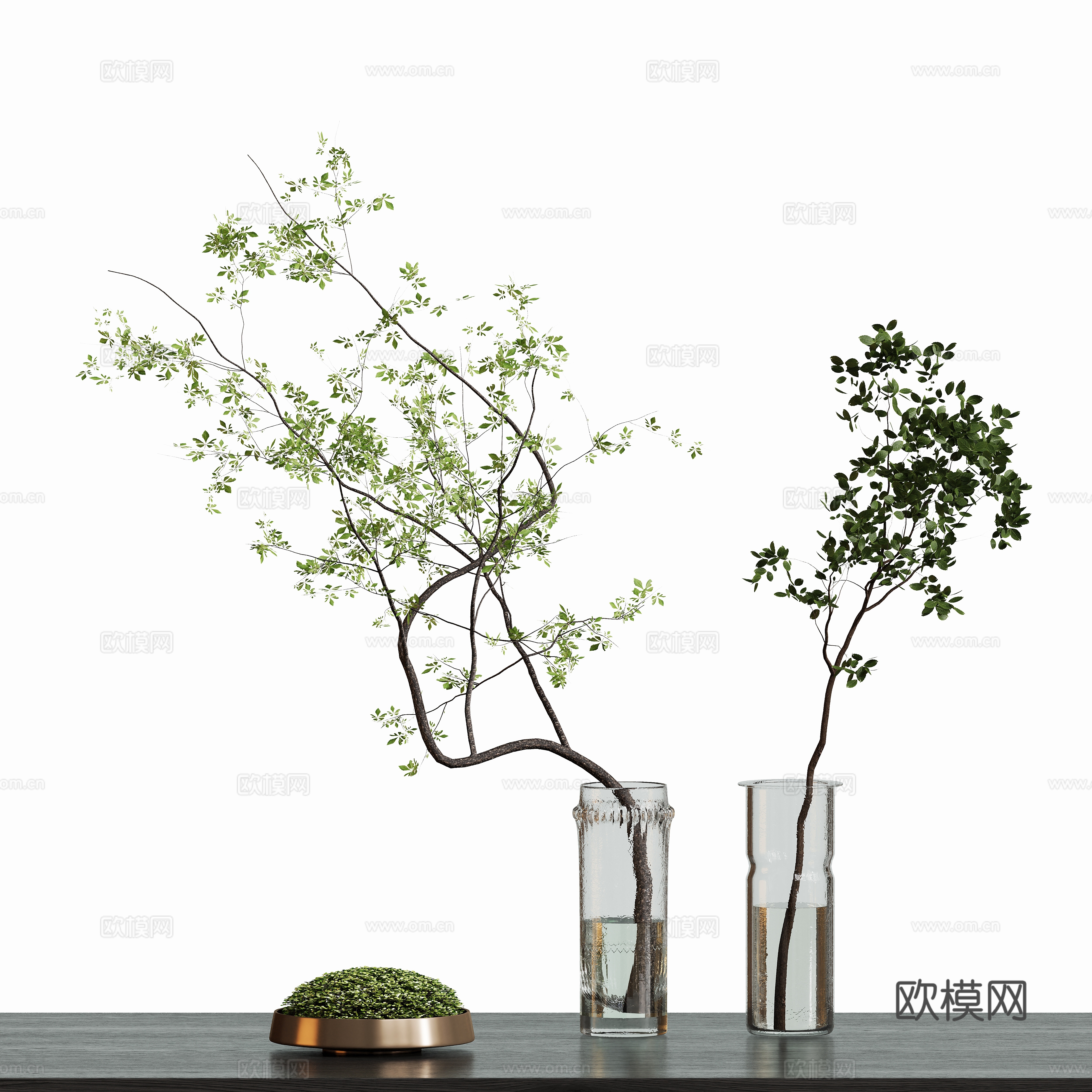 现代水养植物盆栽3d模型
