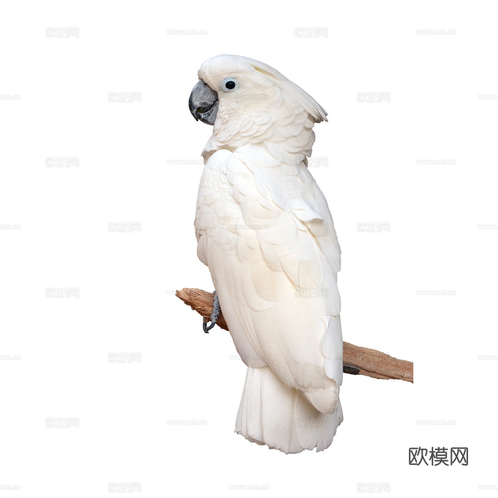 鹦鹉 鸟