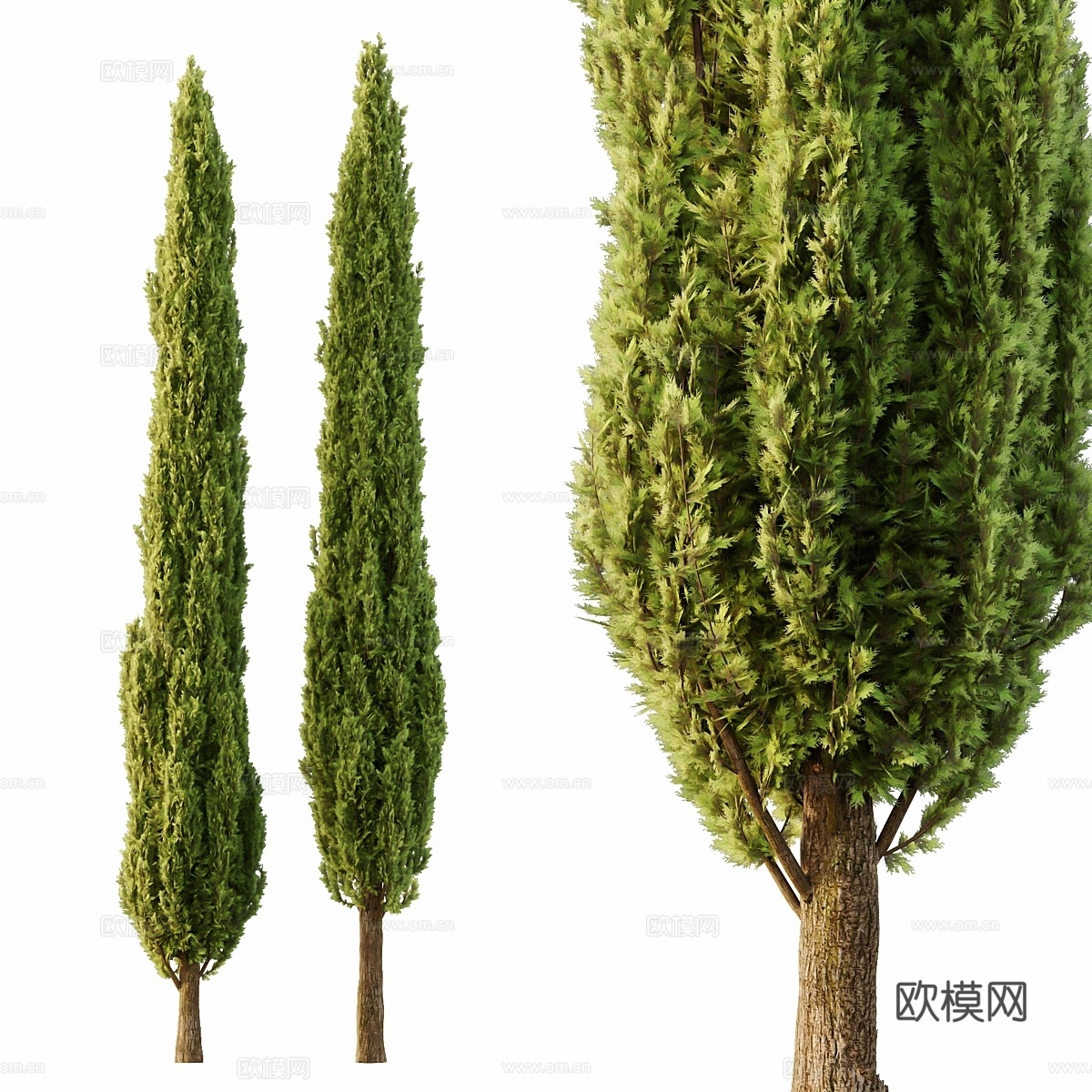 意大利雪松树063d模型
