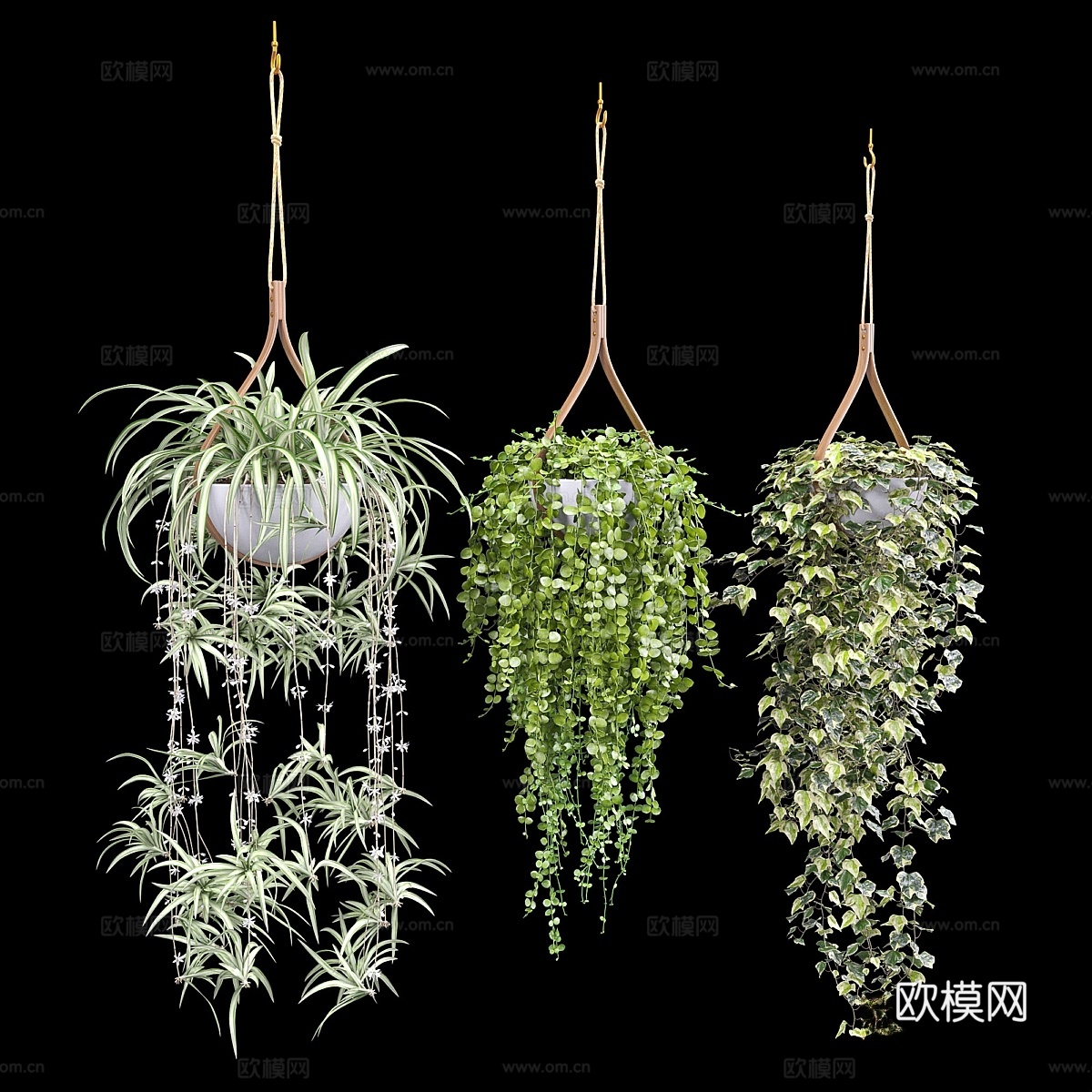 悬挂花盆中的植物（dyshidia, chlorophy3d模型下载