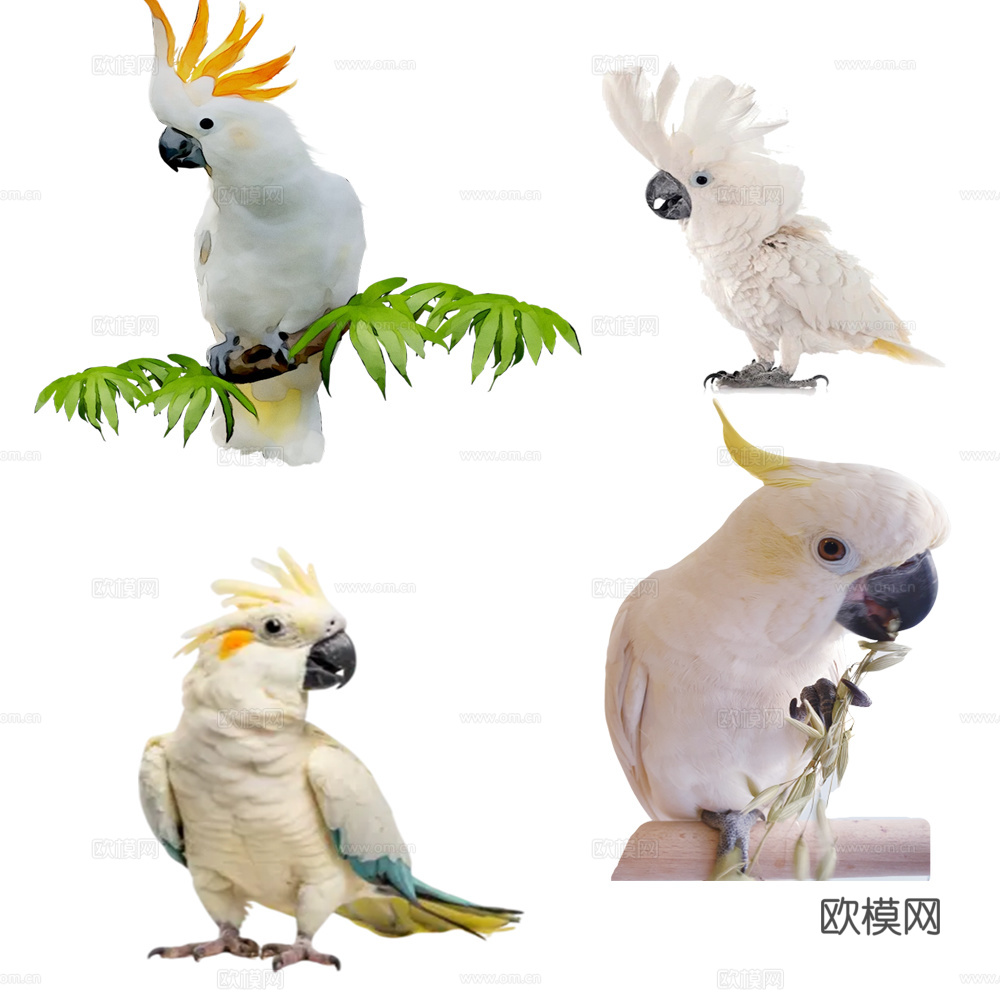 鹦鹉 鸟