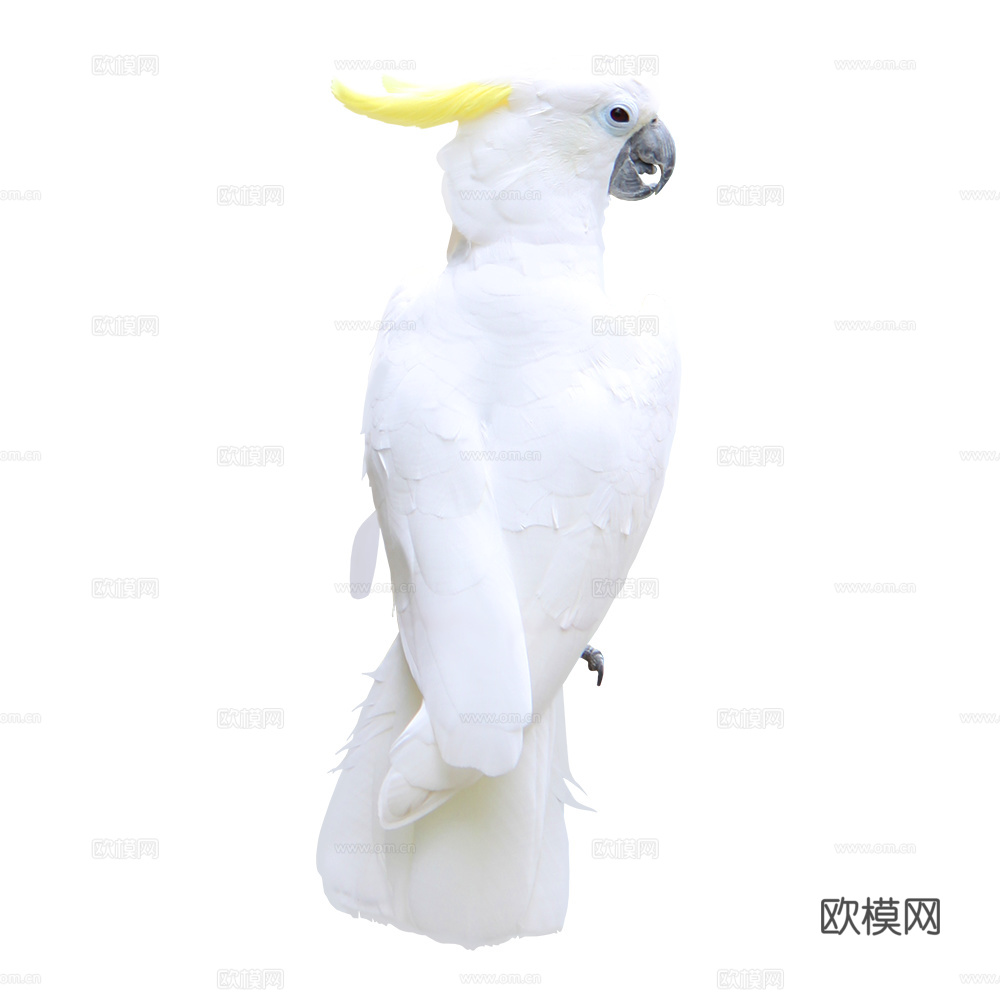 鹦鹉 鸟