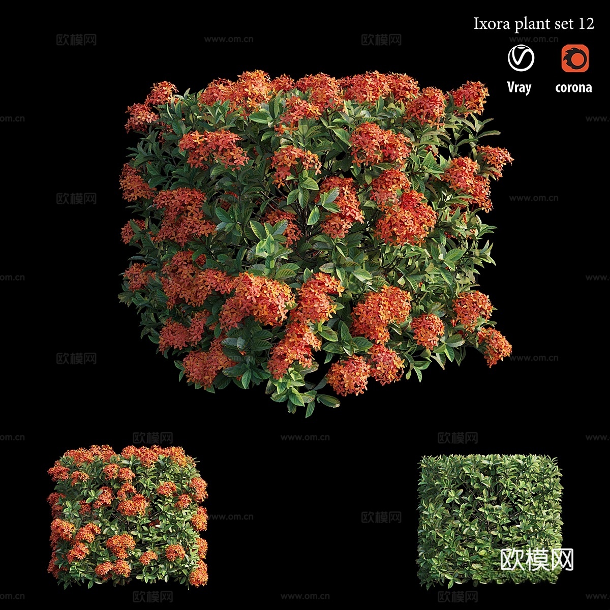 Ixora 植物套装 123d模型