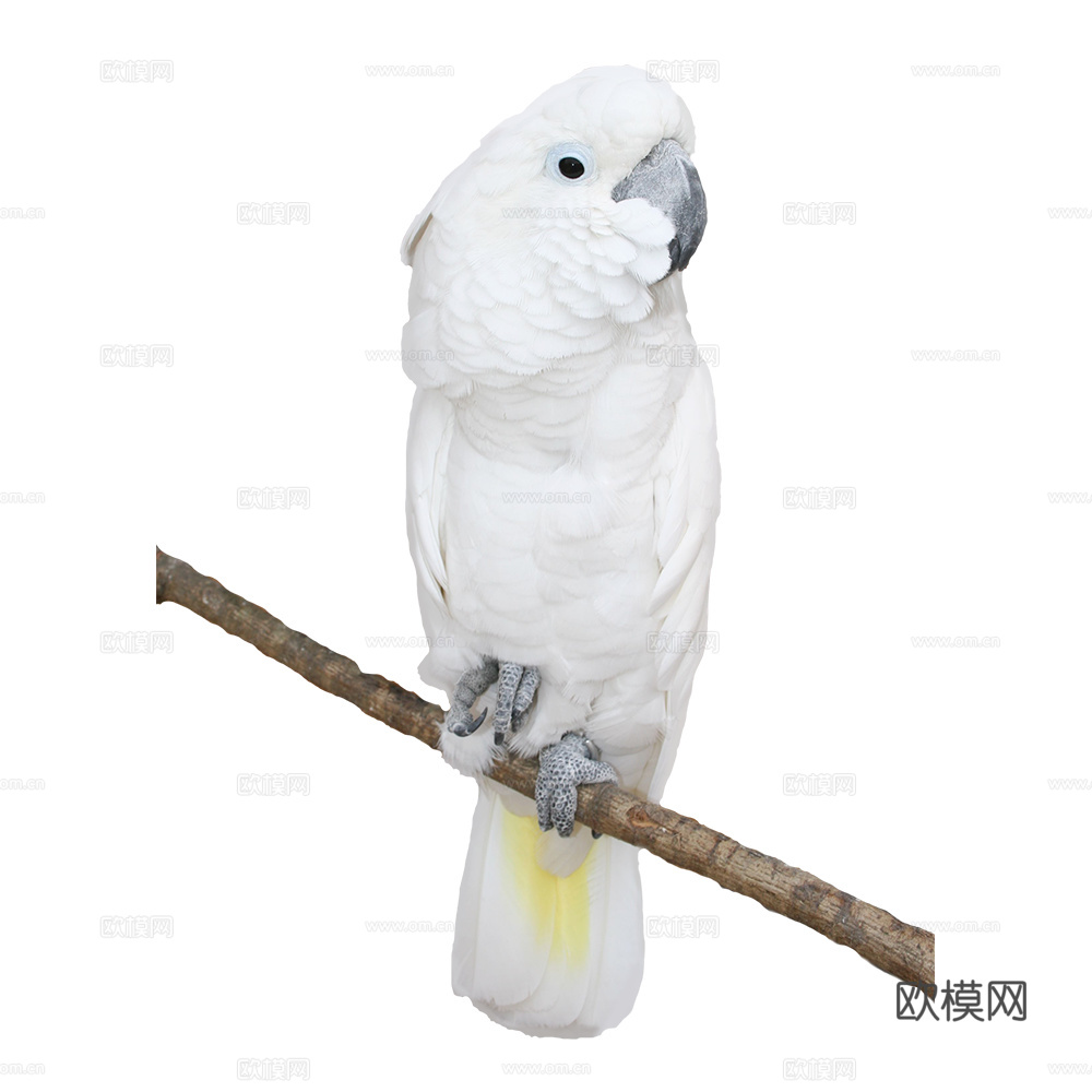 鹦鹉 鸟