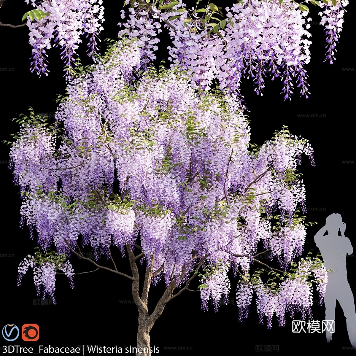 豆科植物紫藤 043d模型
