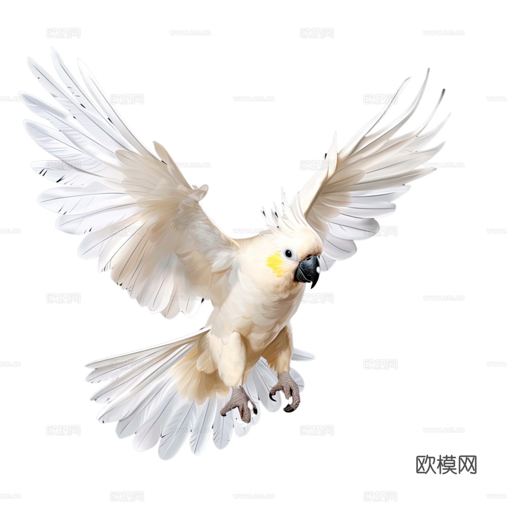 鹦鹉 鸟