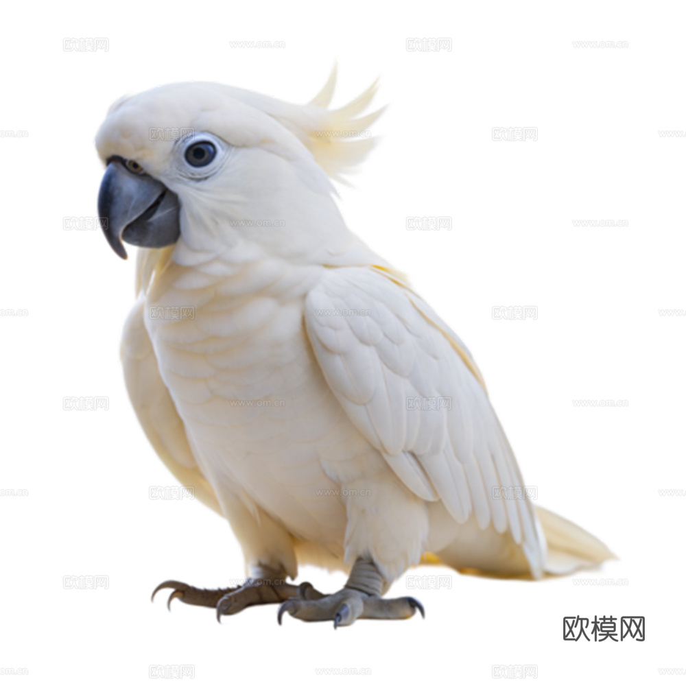 鹦鹉 鸟