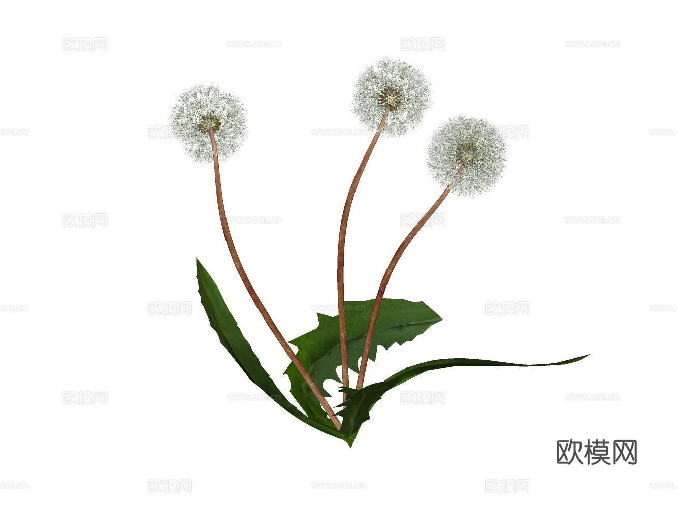 蒲公英su模型