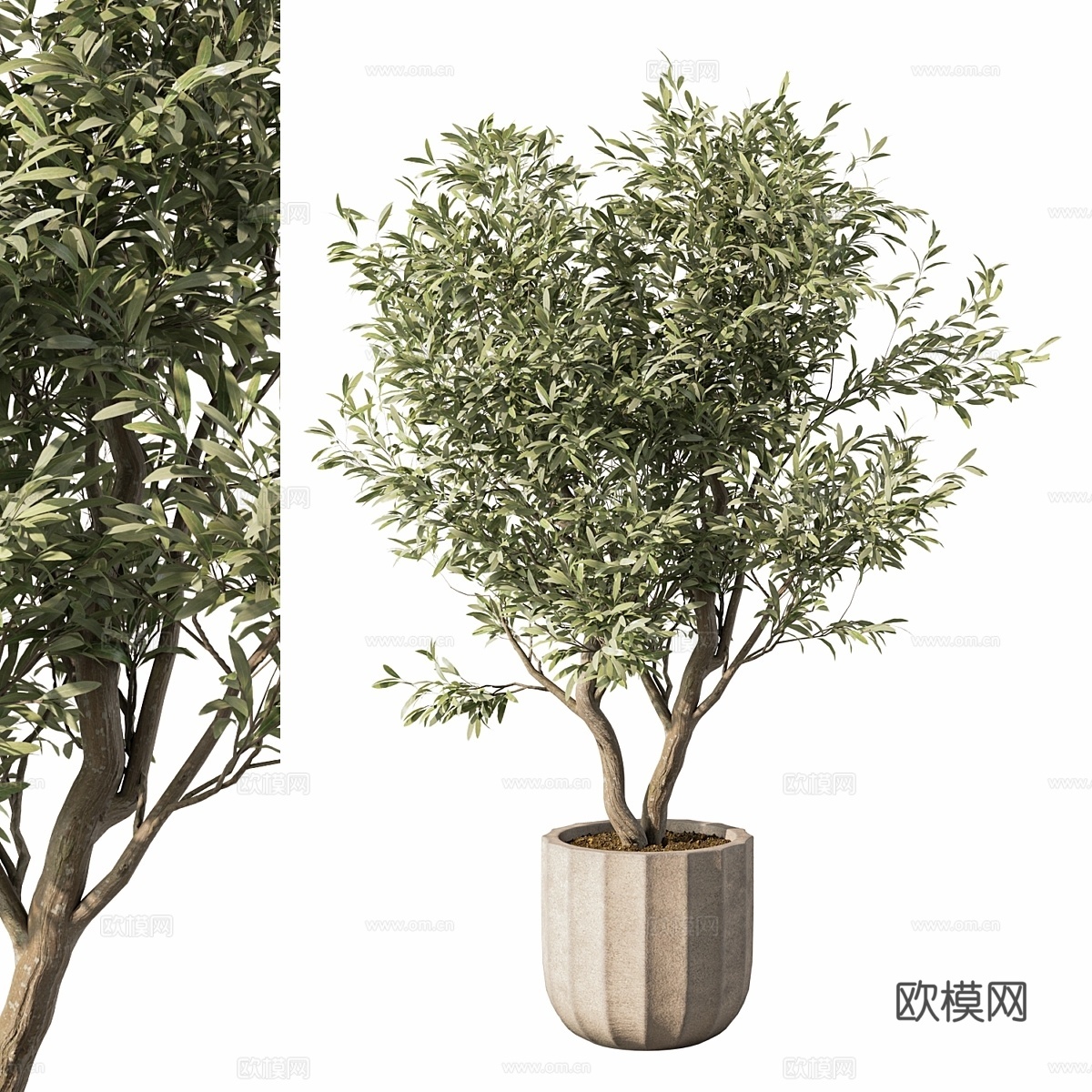 室内植物套装.1143d模型