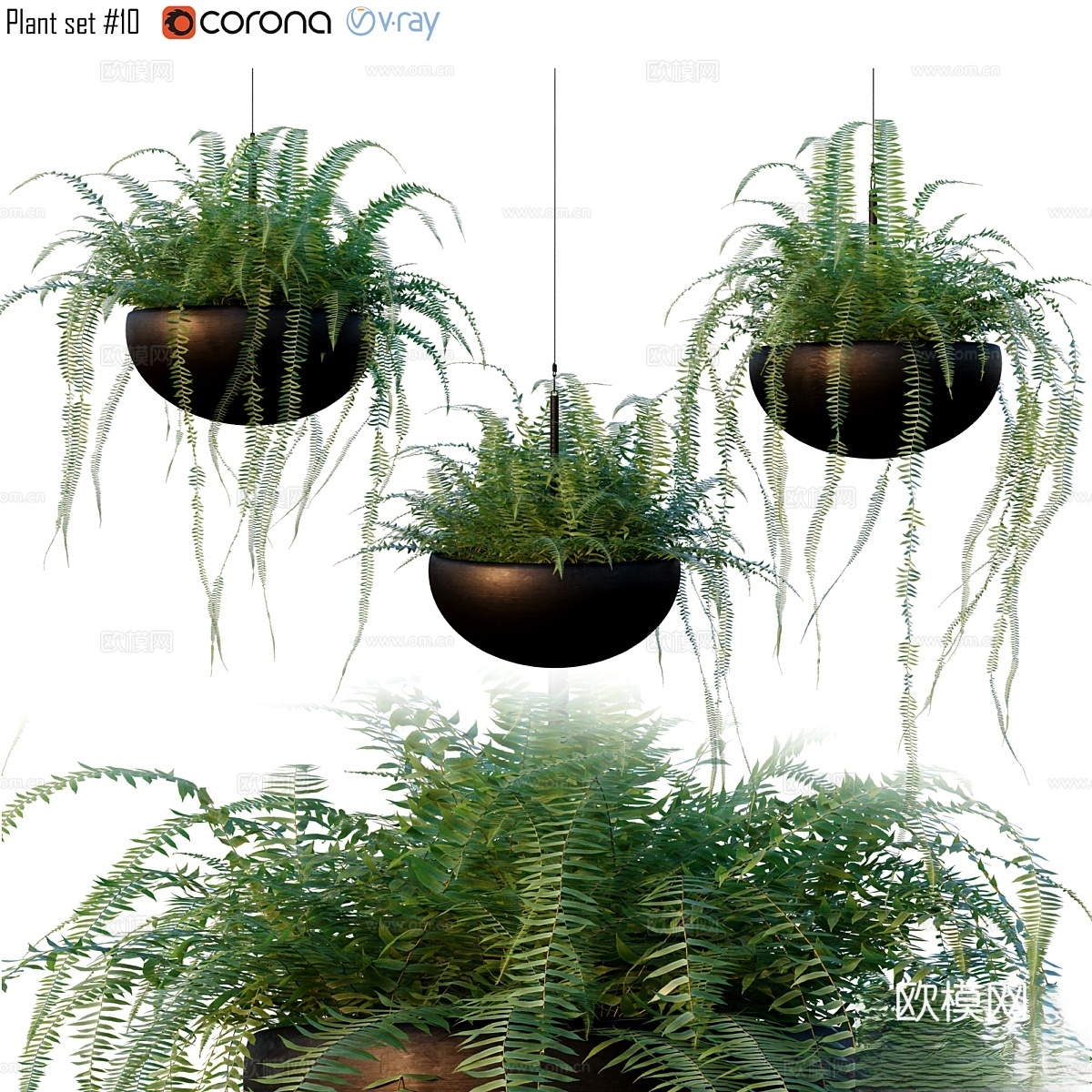 Nephrolepis cordifolia 植物套装 #13d模型